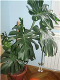 monstera